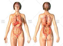 Female human anatomy vector diagram. Female Anatomy Internal Organs With Skeleton Rear And Front Views On White Background Stock Photo Offset