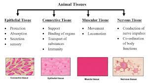 Animal cell types of tissue. Animal Tissues W3spoint