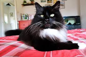Black And White Tuxedo Cat How To Keep Your Cat Happy Cats Cats Kittens White Cats