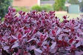 Do you know how to prune ruby loropetalum? Little Ruby Alternanthera Hedge
