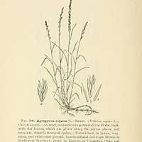 Image result for Psilotrichum scleranthum