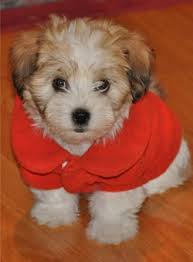 An in depth look at havanese puppies including temperament, shedding, and lifespan. Havanese Breeders New England L2sanpiero