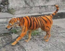 Pantas badannya besar dan kekar kayak gitu, bathinku. Haiwan Jadi Mangsa Kezaliman Manusia Kosmo Digital