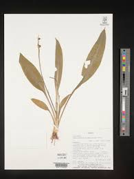 Image result for Chlorophytum gallabatense