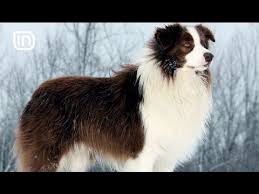 Life Is Better With Friends 30112016 25 Rracat E Qenve Me Te Zgjuar Youtube