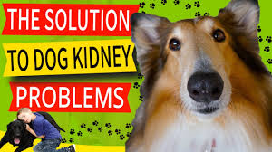 This yellow foam is a form of bile, or digestive fluid, that is produced in the liver, stored in the gallbladder, and if your dog is frequently vomiting up this yellow bile, there is a cause for concern. Dog Throwing Up White Foam 11 Most Common Reasons For This Issue