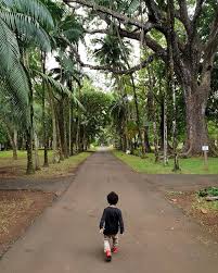 Le Jardin Pamplemousse Un Gros Jardin Botanique De L Ile Maurice Mon Fils A Passe Plus De Temps Bloque A Regarder Les Tort Avec Images Jardin Botanique Botanique Jardins