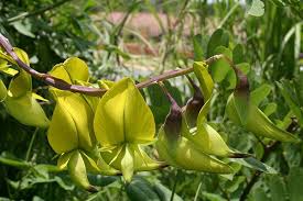 Image result for Crotalaria monteiroi