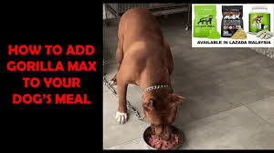 What to feed my dog to bulk him up? Bulk Up Your Dog With Bully Max Youtube