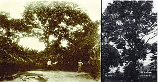 Image result for Pachylobus edulis