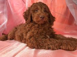 Goldendoodle puppies iowa for sale. Miniature Goldendoodle Puppies For Sale Breeder In Iowa Goldendoodle Puppy Goldendoodle Puppy For Sale Miniature Goldendoodle Puppies