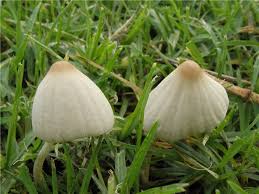 Image result for Conocybe lactea