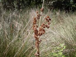 Image result for Juncus kraussii