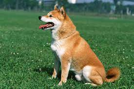 Let us make your shiba inu dreams come true and call us today! Shiba Inu Puppies For Sale From Reputable Dog Breeders