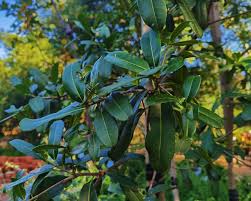 Image result for Manilkara