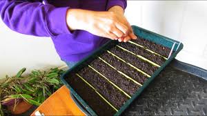 Learn about how to grow and care for an orchid cactus at houseplant411.com. Growing Epiphyllum Cactus From Seeds Propagating Orchid Cactus Youtube
