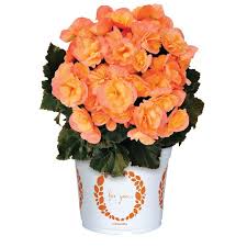 Image result for Begonia elatostemmoides