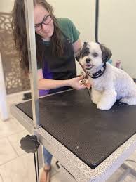 Check rankings and discover the top 5 most popular award winning businesses in austin texas. Oodles Pet Grooming Open In Gilbert Community Impact Newspaper