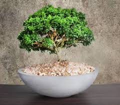 Boxwood Bonsai Plant 5 6 Years Old Plant Lanka Tropical Plants Delivered To Your Living Room
