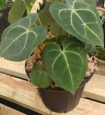 Anthuriums come in different forms and colours, but the clarinervium is definitely our favourite. Anthurium Clarinervium Edencps