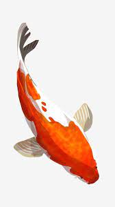 Koi Fortune Fish Lucky Fish Ornamental Fish Aquatic Red White Png Transparent Image And Clipart For Free Download Koi Painting Watercolor Fish Fish Clipart
