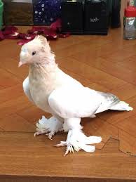 Blt Blt Adli Kullanicinin Guvercin Pidgeon Panosundaki Pin Evcil Hayvanlar Hayvanlar Vahsi Yasam