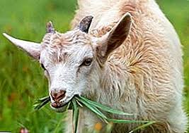 Baja terbahagi kepada dua iaitu baja kimia dan baja organik. Penggunaan Kambing Biri Sebagai Baja Ternakan