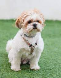 How Long Can A Shih Tzu Go Without Water Neeness
