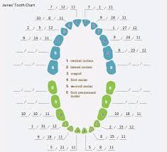 baby teeth diagram wiring diagrams