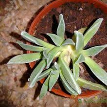 Image result for Nananthus aloides