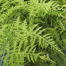 Image result for Asparagus setaceus