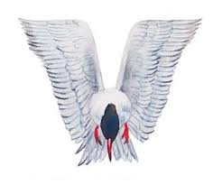 Birds That Start With The Letter V Bird Alphabet V Is For Violet Leaded Tern By Yong Chen Alphabet Poster Bird Birds Painting