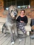Irish Wolfhound Dog Breed Profile | Petfinder