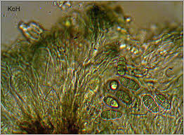 Image result for Ophrestia radicosa