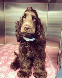 The 10 Cutest Brown Cocker Spaniel Pics That Will Cheer You Up Page 2 Of 3 The Paws Cocker Spaniel Dog Cocker Spaniel Spaniel