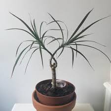 Trying To Bonsai My Dracaena Not Really Sure What I M Doing Haha But I Ve Got A Crystal Geode Helping Me R Houseplants