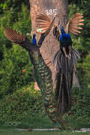 Tavus Peafowl Evcil Hayvanlar Hayvanlar Alemi Hayvan