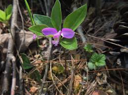Image result for Polygala transvaalensis