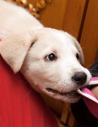 Jul 31, 2020 · if your puppy grabs your hand or clothing, do not immediately pull back. Aggressive Puppy What To Do When Your Puppy Acts Aggressively