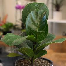 Image result for Ficus muelleriana