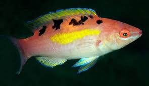 Wrasses Blackfish Cunner Marine Biology New Jersey