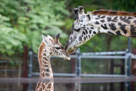 What animal is called a baby? 6 Of The Best Animal Mothers And Why They Are Amazing Learning Liftoff
