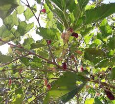 Khasiat daun mulberry untuk kulit. Photography Mulberry Dan Manfaatnya Untuk Kesehatan Steemit