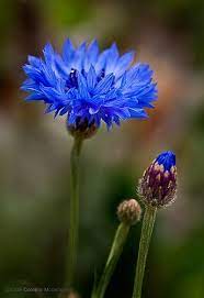 Bachelor Button Blue Explored Amazing Flowers Flowers Photography Beautiful Flowers