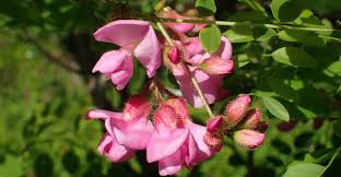 Publicat de aditeea la 20:10. S A Deschis GrÄdina BotanicÄ Din Bucuresti Copii Èi PÄrinÈi