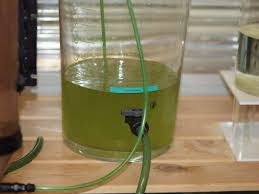 Denizlerin kahverengiye dönmesindeki neden genellikle plankton olarak adlandırılan deniz canlıları. 1 Kultivieren Von Phytoplankton Nannochloropsis Salina Zuchtanleitungen Website Von Andreas Horvath