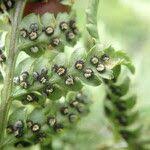 Image result for Dryopteris athamantica
