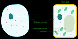 Maybe you would like to learn more about one of these? Cell Membrane Definition Function Structure Animal Plant Cell