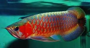 Choose from a variety of pet reptiles for sale including snakes, lizards, turtles and more. Starlight Arowanas Starlight Online Fish Shop Dragon Fish Pet Fish Cool Fish
