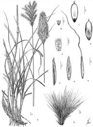 Image result for Bothriochloa